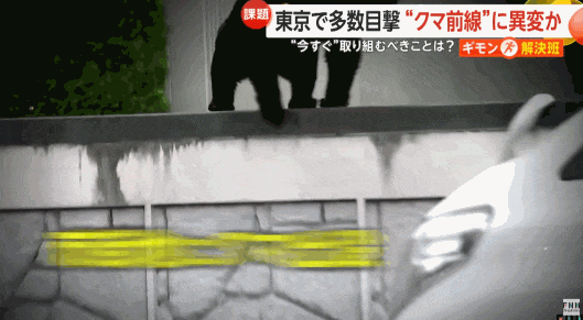 已致12人死亡,中使馆紧急提醒!日本熊灾爆发,已逼近东京…(组图) - 3