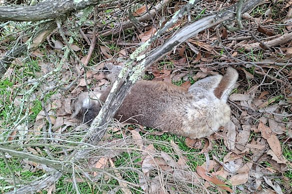 墨尔本东南这座岛上，数以千计的考拉濒临死亡，危机来了（组图） - 7