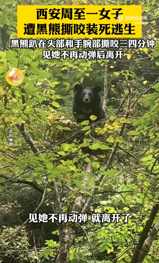 西安一女子遭黑熊撕咬装死逃生，黑熊趴在其头部和手腕部撕咬三四分钟，见她不再动弹后离开（组图） - 1
