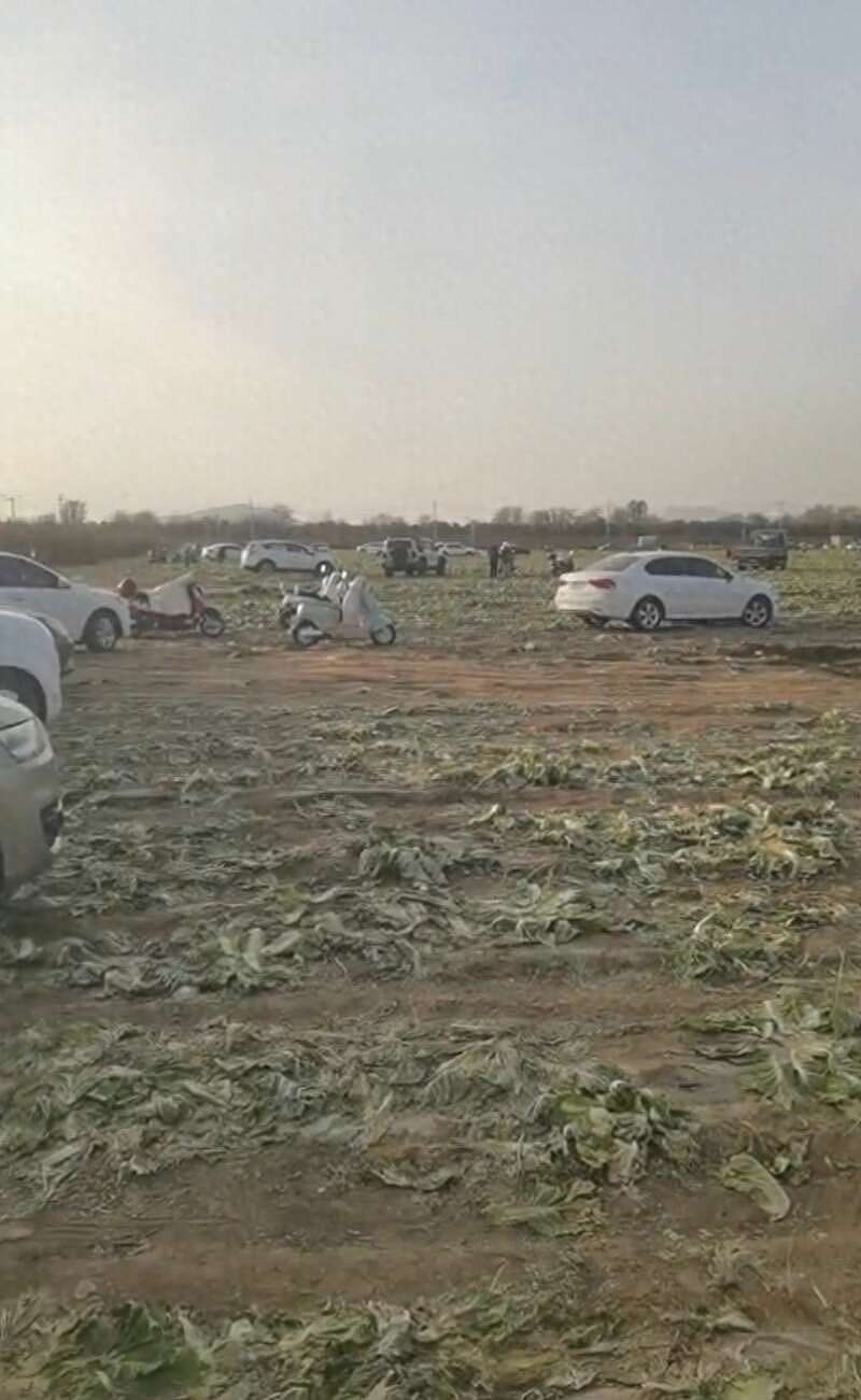 数百人在内蒙古一菜地“免费摘白菜”,菜农损失近百万,知情人回应(组图) - 1