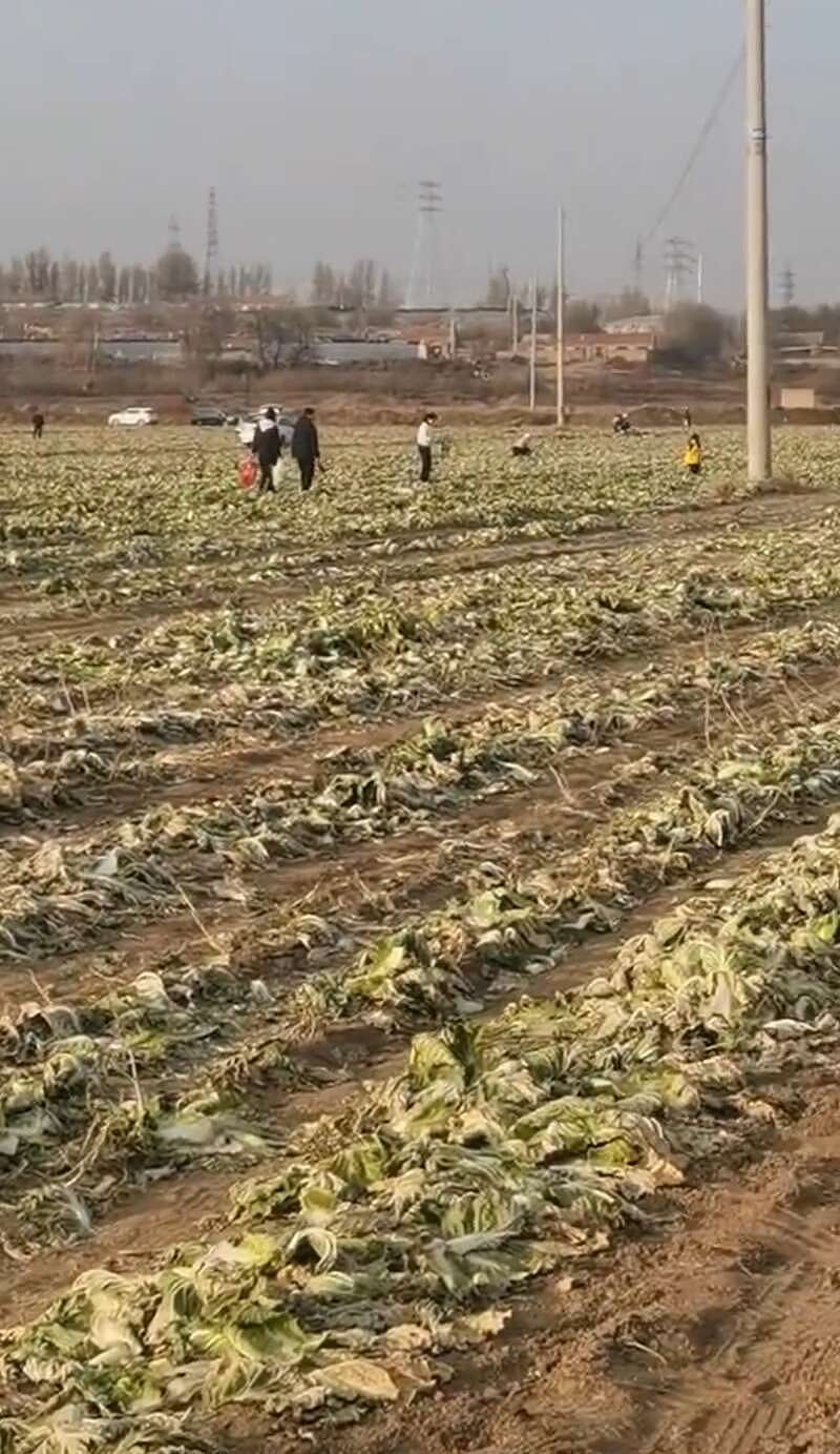 数百人在内蒙古一菜地“免费摘白菜”,菜农损失近百万,知情人回应(组图) - 2