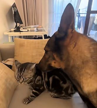 【宠物】退役警犬到家第1天不敢坐下,3个月后…猫哥被烦到想报警?警犬:报吧,出警的是我前爹(组图) - 5