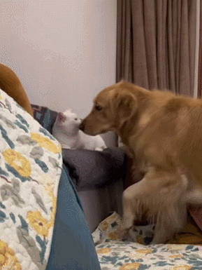 【宠物】退役警犬到家第1天不敢坐下,3个月后…猫哥被烦到想报警?警犬:报吧,出警的是我前爹(组图) - 20