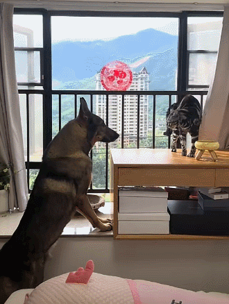 【宠物】退役警犬到家第1天不敢坐下,3个月后…猫哥被烦到想报警?警犬:报吧,出警的是我前爹(组图) - 3