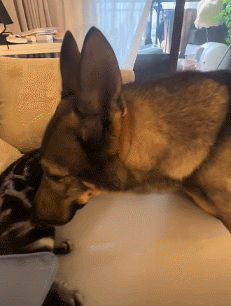 【宠物】退役警犬到家第1天不敢坐下,3个月后…猫哥被烦到想报警?警犬:报吧,出警的是我前爹(组图) - 6