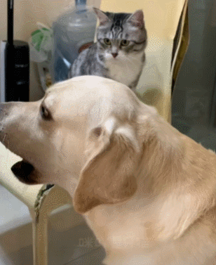 【宠物】退役警犬到家第1天不敢坐下,3个月后…猫哥被烦到想报警?警犬:报吧,出警的是我前爹(组图) - 13