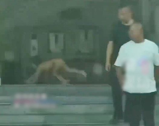 四川“野人小孩”风波:男童已习惯穿衣服,父母未参与邪教组织(组图) - 5