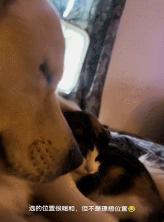 【宠物】退役警犬到家第1天不敢坐下,3个月后…猫哥被烦到想报警?警犬:报吧,出警的是我前爹(组图) - 15