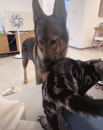 【宠物】退役警犬到家第1天不敢坐下,3个月后…猫哥被烦到想报警?警犬:报吧,出警的是我前爹(组图) - 4
