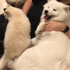 【宠物】退役警犬到家第1天不敢坐下,3个月后…猫哥被烦到想报警?警犬:报吧,出警的是我前爹(组图) - 19
