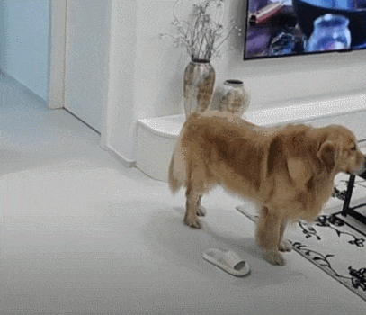 【宠物】退役警犬到家第1天不敢坐下,3个月后…猫哥被烦到想报警?警犬:报吧,出警的是我前爹(组图) - 14