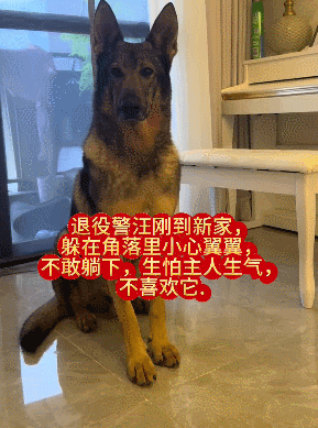 【宠物】退役警犬到家第1天不敢坐下,3个月后…猫哥被烦到想报警?警犬:报吧,出警的是我前爹(组图) - 2