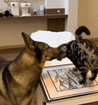 【宠物】退役警犬到家第1天不敢坐下,3个月后…猫哥被烦到想报警?警犬:报吧,出警的是我前爹(组图) - 7