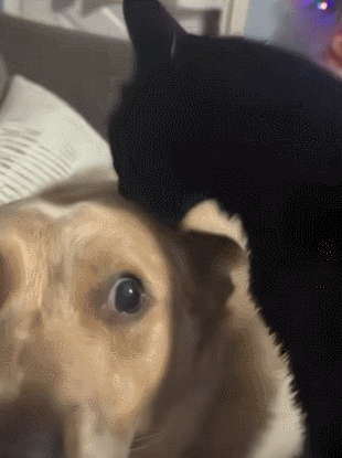 【宠物】退役警犬到家第1天不敢坐下,3个月后…猫哥被烦到想报警?警犬:报吧,出警的是我前爹(组图) - 17