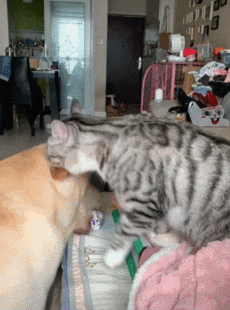 【宠物】退役警犬到家第1天不敢坐下,3个月后…猫哥被烦到想报警?警犬:报吧,出警的是我前爹(组图) - 11