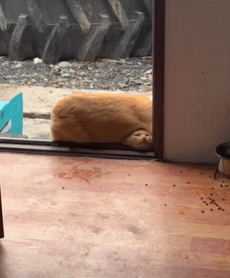 【宠物】退役警犬到家第1天不敢坐下,3个月后…猫哥被烦到想报警?警犬:报吧,出警的是我前爹(组图) - 16