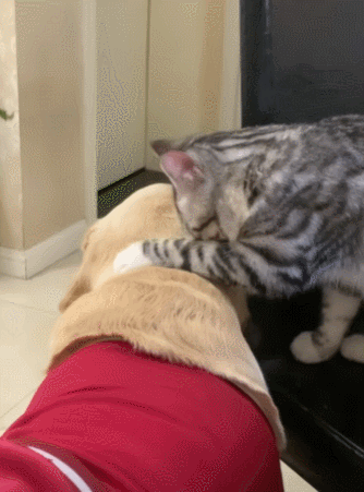 【宠物】退役警犬到家第1天不敢坐下,3个月后…猫哥被烦到想报警?警犬:报吧,出警的是我前爹(组图) - 9