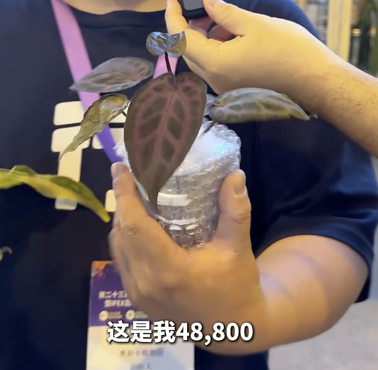 一株绿植100万，中产销金窟又出王炸？（组图） - 8