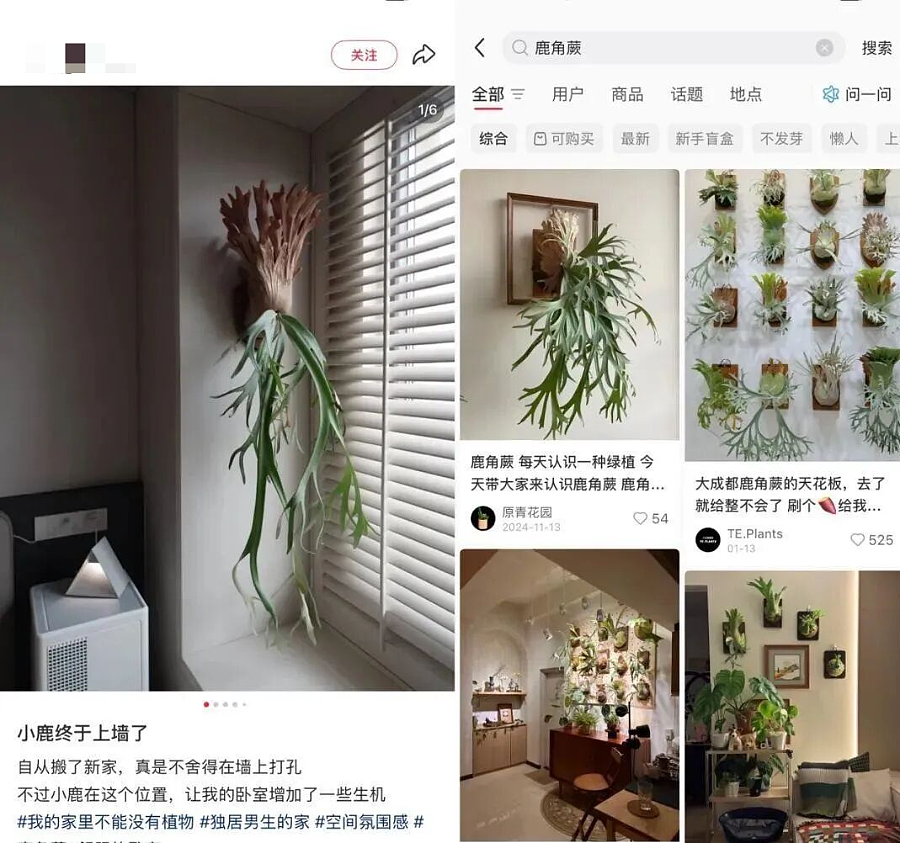 一株绿植100万，中产销金窟又出王炸？（组图） - 17