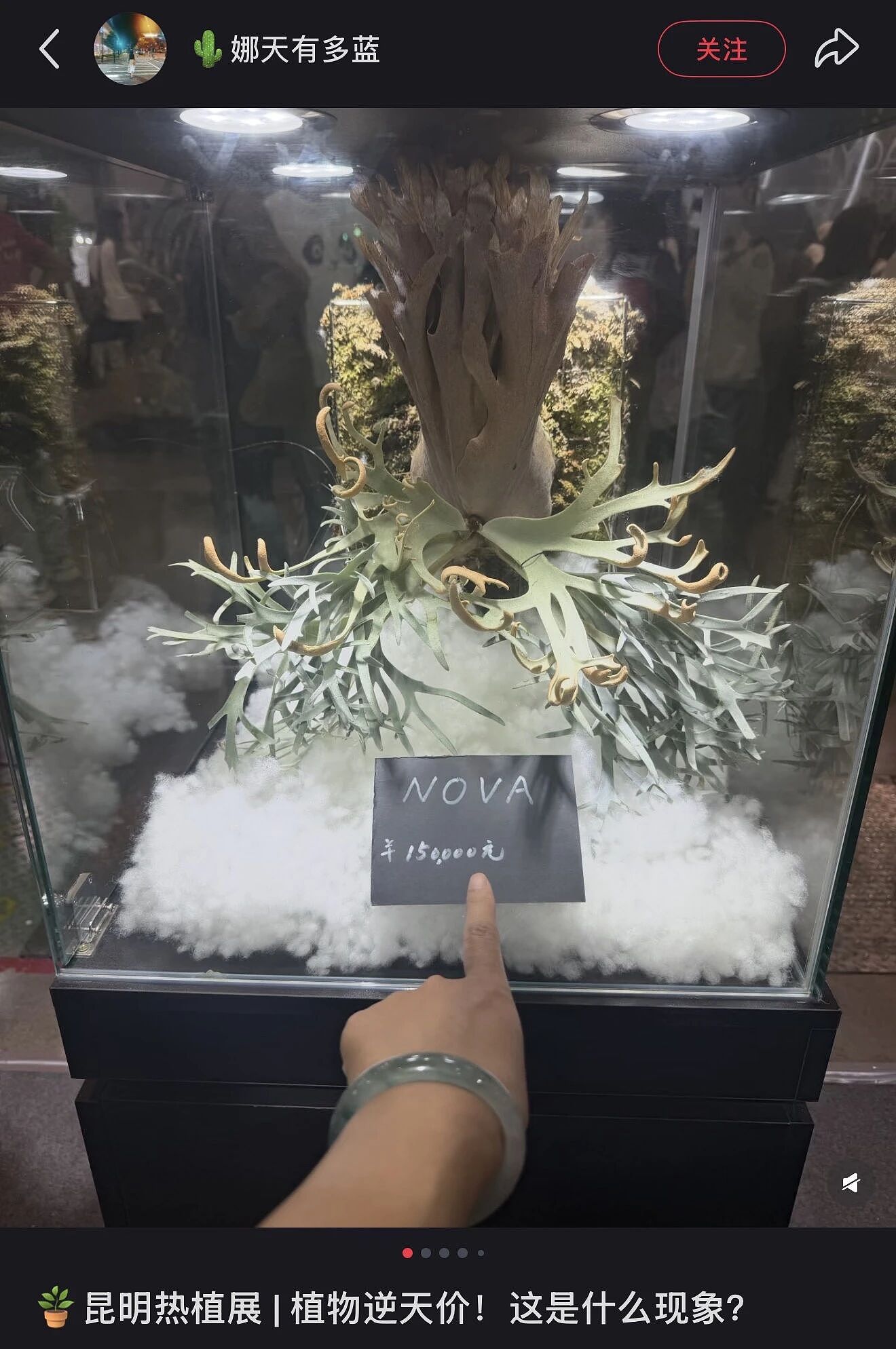 一株绿植100万，中产销金窟又出王炸？（组图） - 5