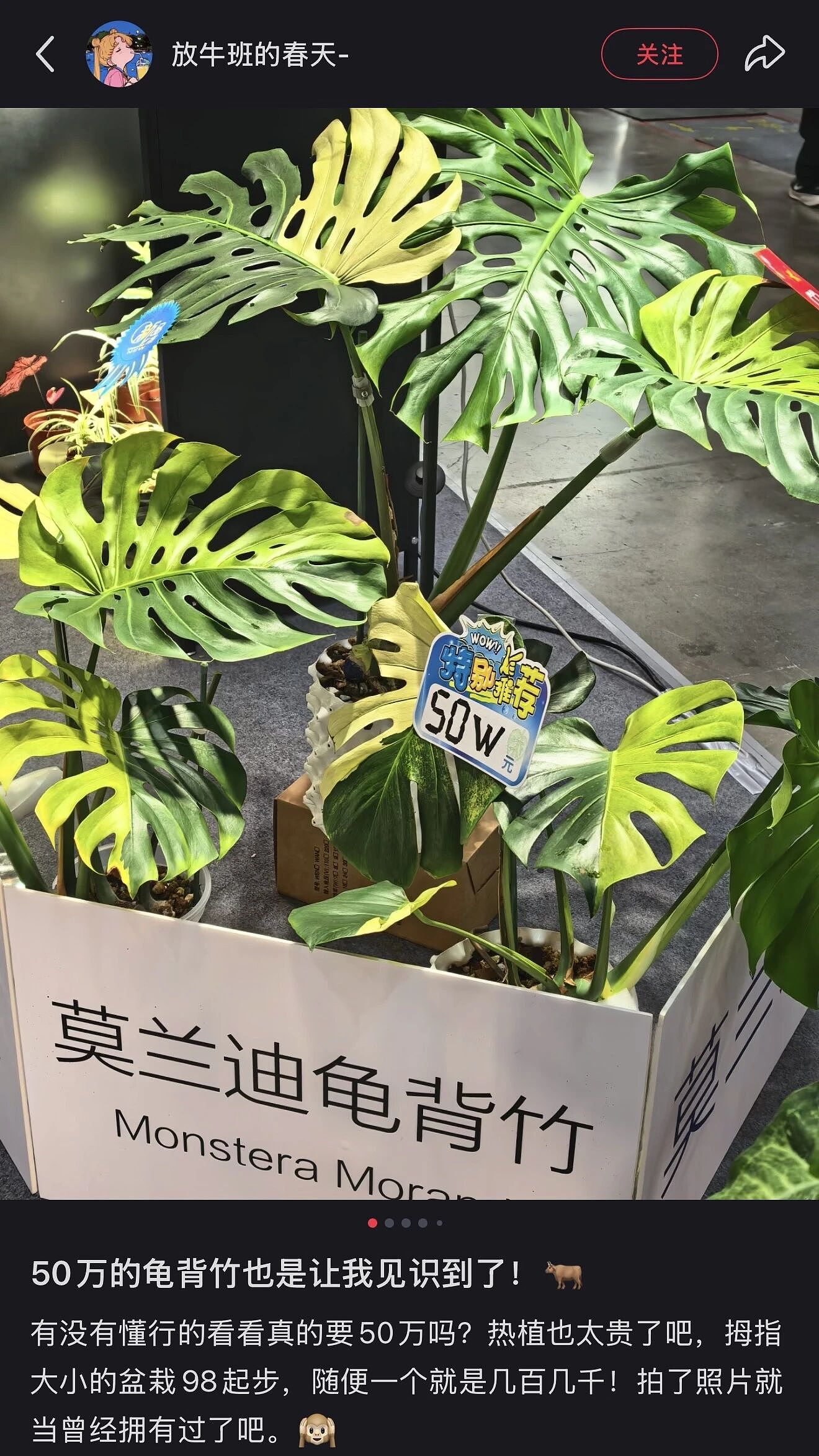 一株绿植100万，中产销金窟又出王炸？（组图） - 2