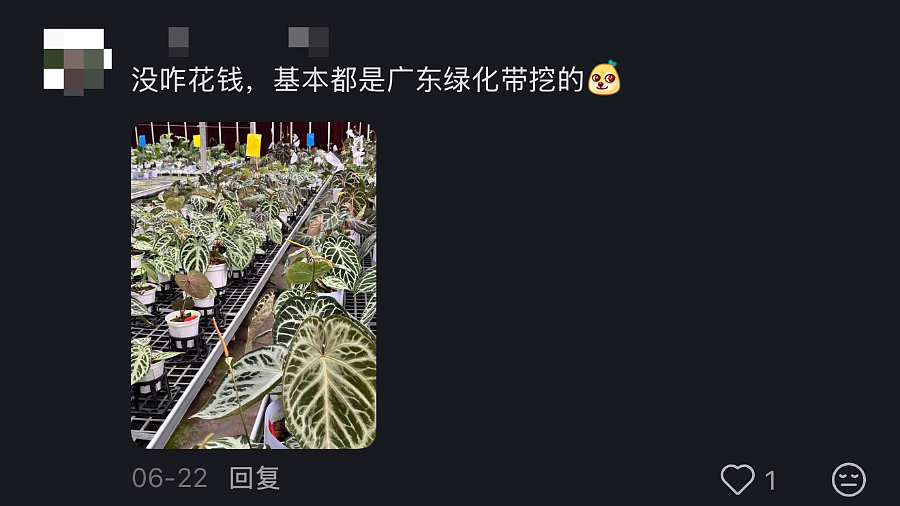 一株绿植100万，中产销金窟又出王炸？（组图） - 23