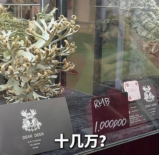 一株绿植100万,中产销金窟又出王炸?(组图) - 5