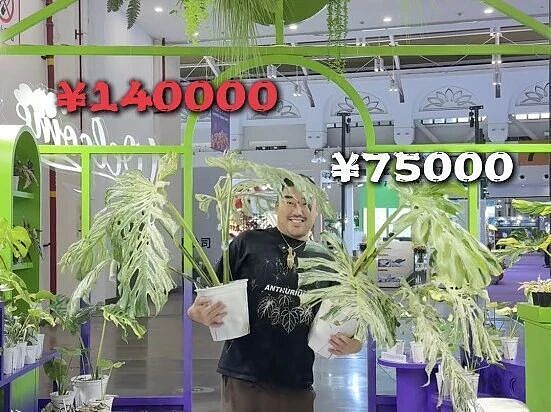 一株绿植100万,中产销金窟又出王炸?(组图) - 21