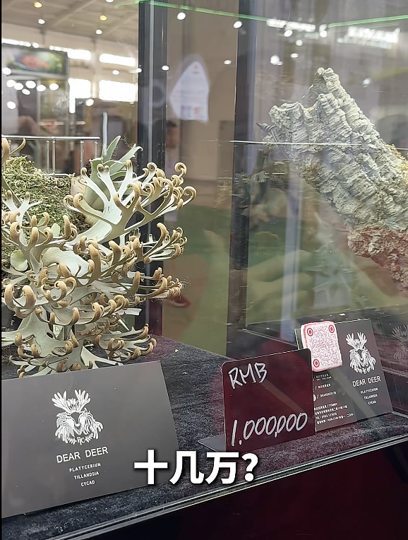 一株绿植100万，中产销金窟又出王炸？（组图） - 4