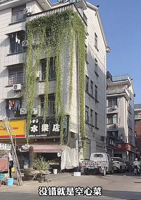 一株绿植100万，中产销金窟又出王炸？（组图） - 21