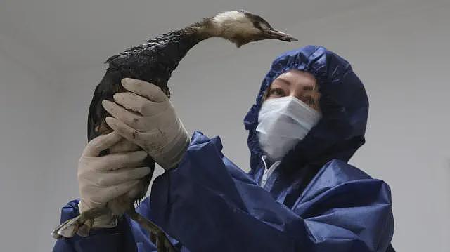 影子船队无视制裁搬运八成俄罗斯石油，还执行间谍及破坏任务（组图） - 7