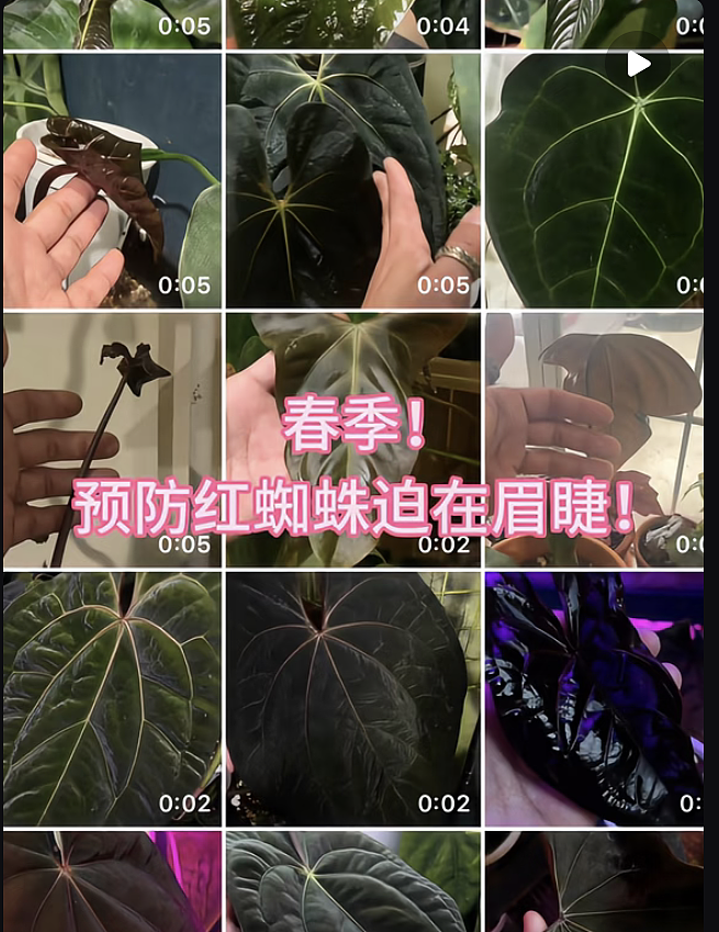 一株绿植100万,中产销金窟又出王炸?(组图) - 22