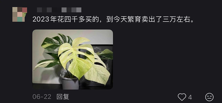 一株绿植100万，中产销金窟又出王炸？（组图） - 14