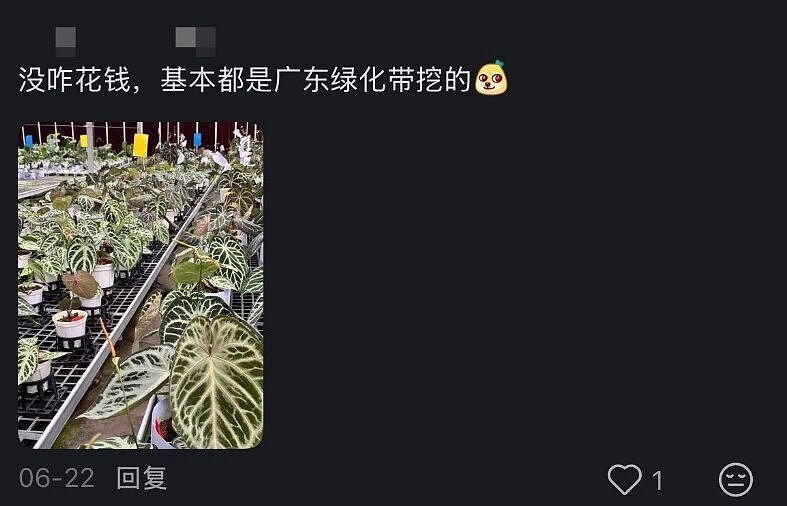 一株绿植100万,中产销金窟又出王炸?(组图) - 26