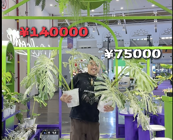 一株绿植100万，中产销金窟又出王炸？（组图） - 19