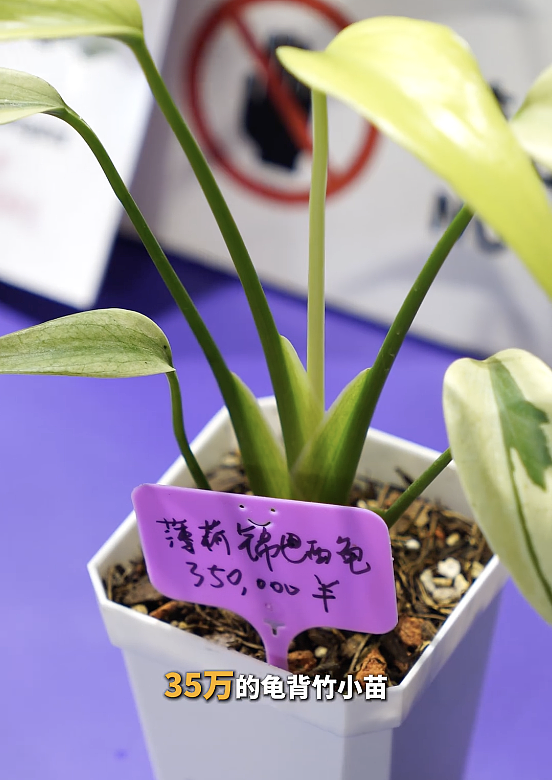 一株绿植100万，中产销金窟又出王炸？（组图） - 3