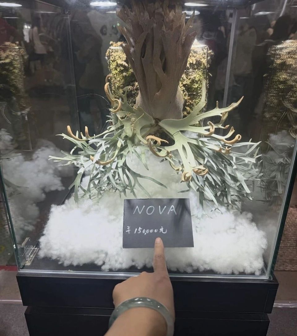 一株绿植100万,中产销金窟又出王炸?(组图) - 6