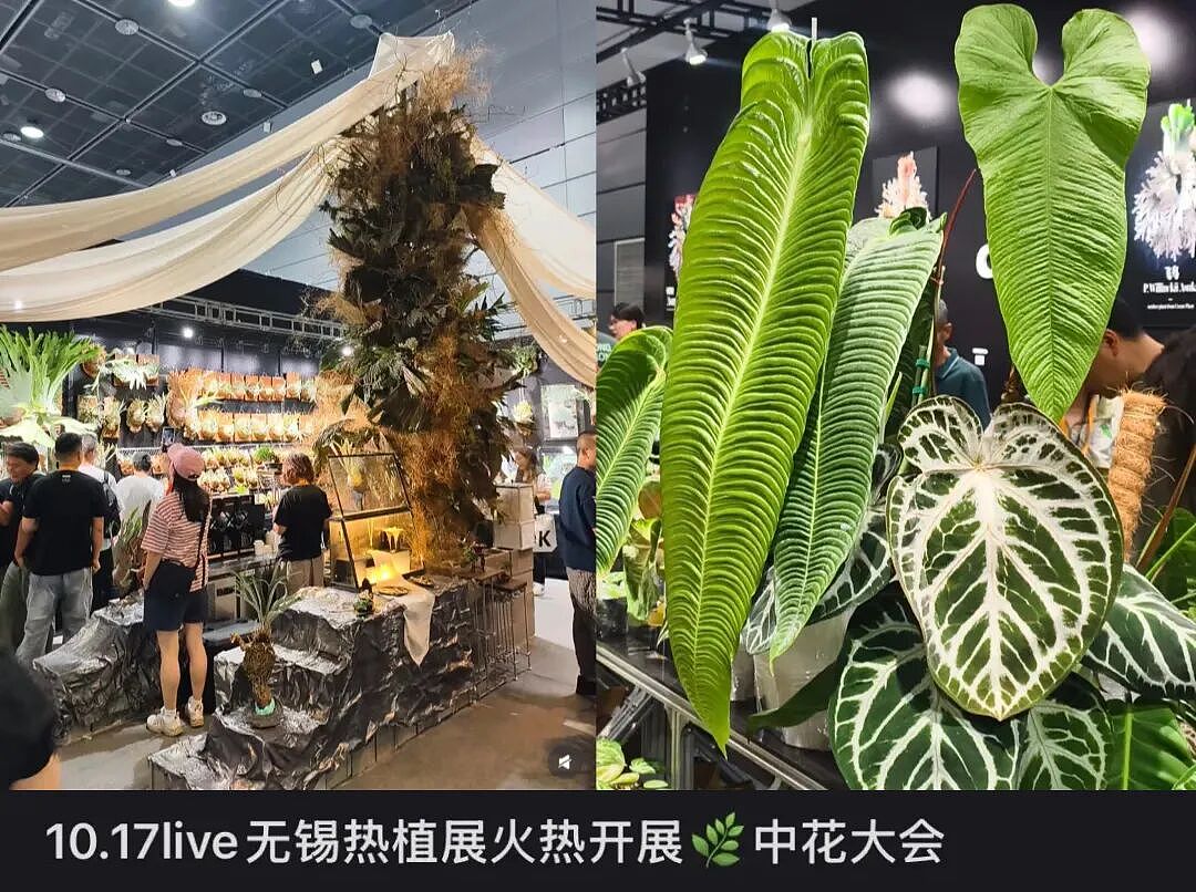 一株绿植100万，中产销金窟又出王炸？（组图） - 9
