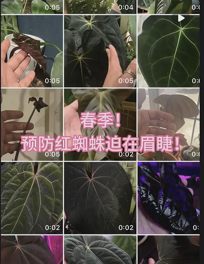 一株绿植100万，中产“销金窟”又出王炸（组图） - 20