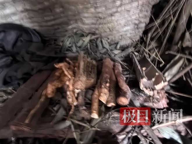 实探张家界荒野求生选手“苗王”的庇护所:堆着大量猕猴桃等野果,一个多月他只瘦了10多斤(组图) - 4