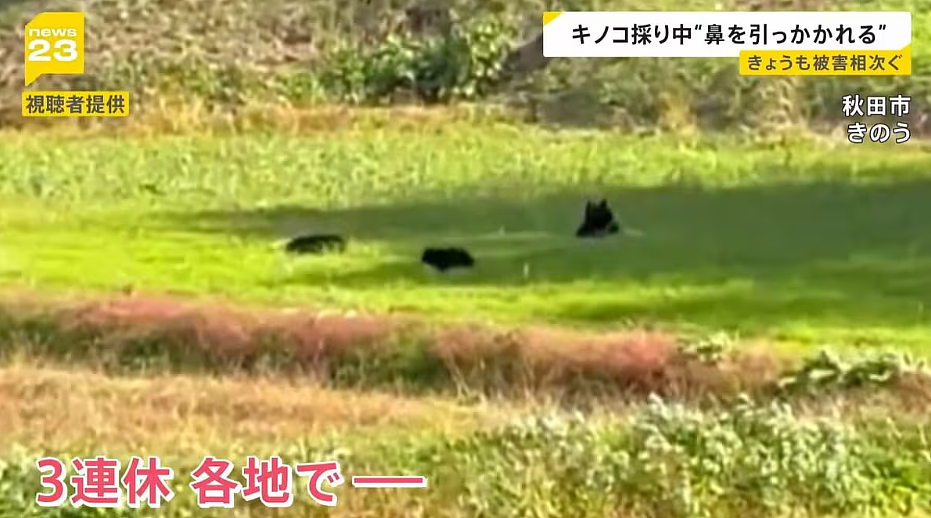 日本深陷“人熊战争”：杀人熊失控，第13名死者出现！专家：它们记住了人肉的味道...（组图） - 8
