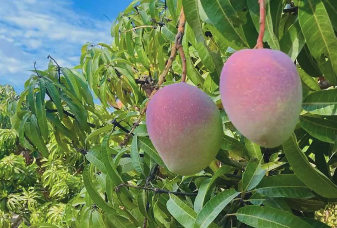 研制成功!新的芒果品种,今夏将在澳洲超市上架(组图) - 2