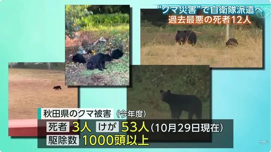 日本深陷“人熊战争”：杀人熊失控，第13名死者出现！专家：它们记住了人肉的味道...（组图） - 7
