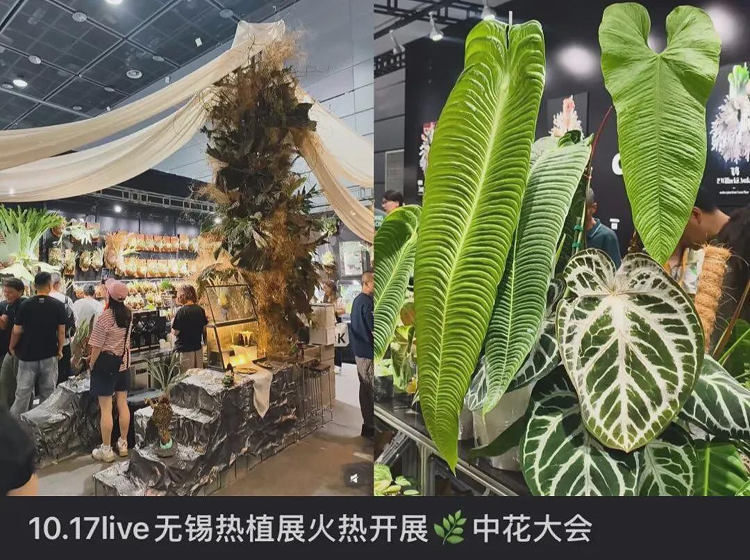 一株绿植100万，中产“销金窟”又出王炸（组图） - 9