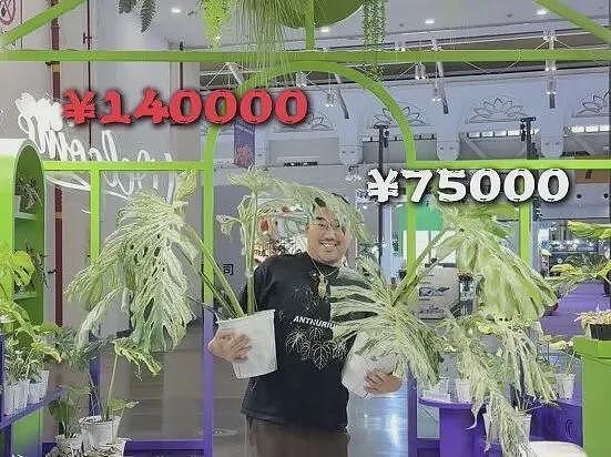 一株绿植100万，中产“销金窟”又出王炸（组图） - 19