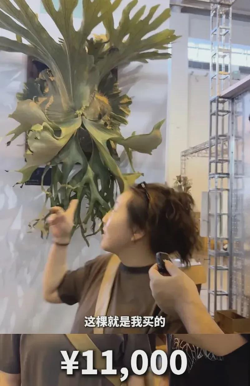 一株绿植100万，中产“销金窟”又出王炸（组图） - 6