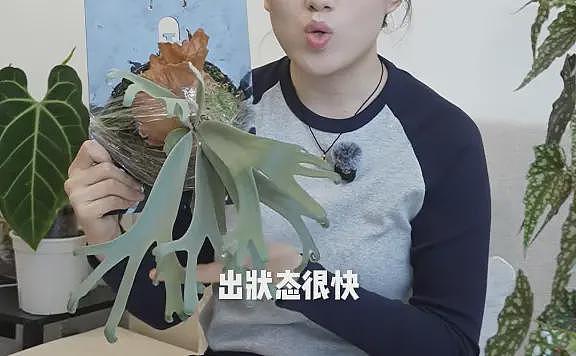 一株绿植100万，中产“销金窟”又出王炸（组图） - 13