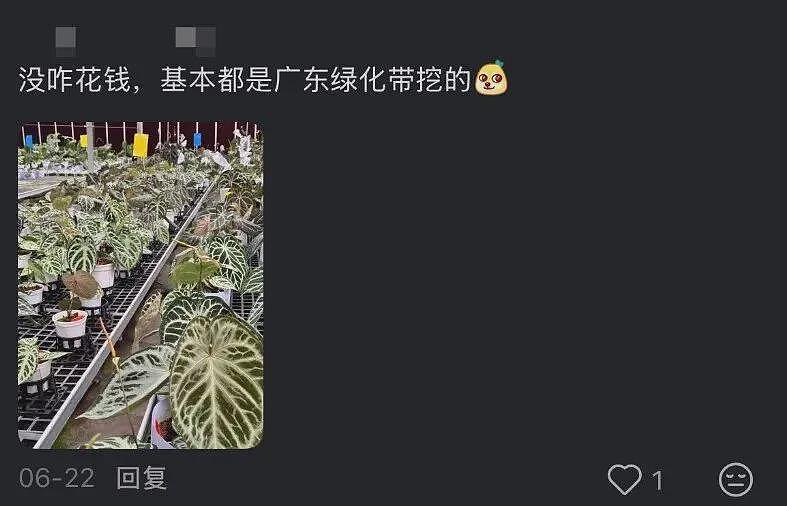 一株绿植100万，中产“销金窟”又出王炸（组图） - 23
