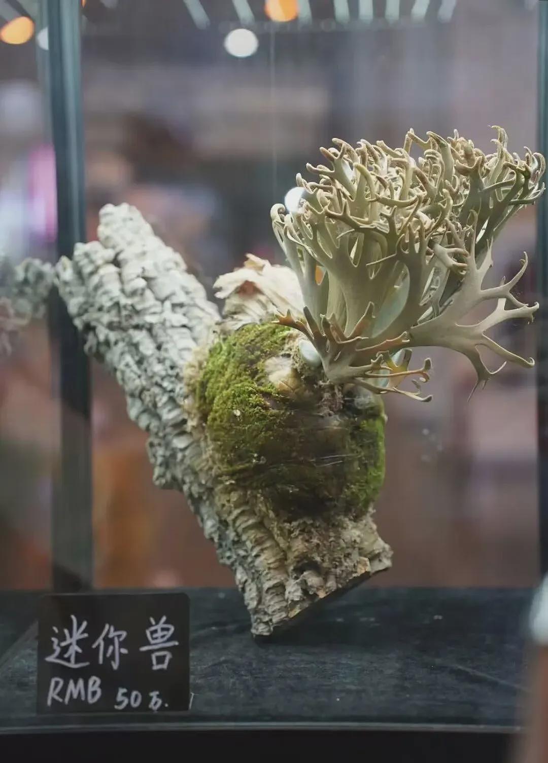 一株绿植100万，中产“销金窟”又出王炸（组图） - 1