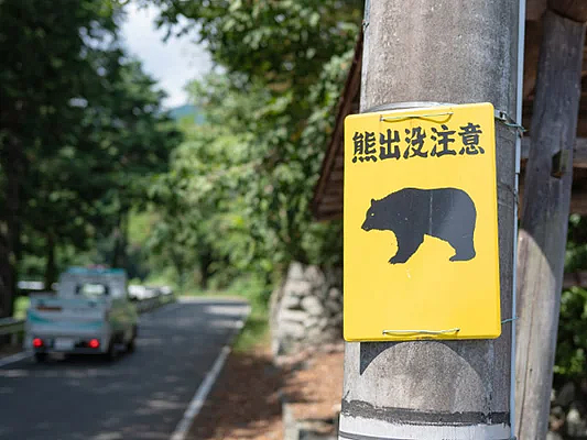 日本深陷“人熊战争”：杀人熊失控，第13名死者出现！专家：它们记住了人肉的味道...（组图） - 15